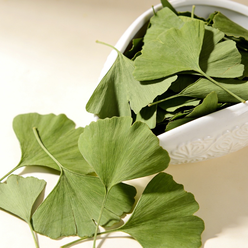 Home Fragrance Candles - Daun Ginkgo Biloba Kering Berkualitas Untuk
